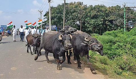 வேளாண் சட்டங்களை திரும்பபெறக்கோரி காட்டுமன்னார்கோவிலில் விவசாயிகள் எருமை மாடுகளுடன் ஊர்வலமாக சென்றனர்.