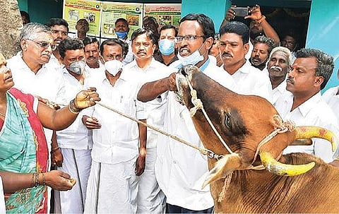 ஆரணி அடுத்த கல்பூண்டி கிராமத்தில் கால்நடை பார்வை கிளை நிலையத்தை திறந்து வைத்து கால்நடைக்கு சிகிச்சை அளிப்பதை பார்வையிட்ட அமைச்சர் சேவூர் எஸ்.ராமச்சந்திரன். அருகில், ஒன்றிய செயலாளர் கஜேந்திரன் உள்ளிட்டோர்.