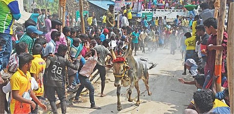 வரட்டனப்பள்ளியில் நேற்று நடந்த எருதுவிடும் விழாவில் சீறி பாய்ந்த காளைகள்.