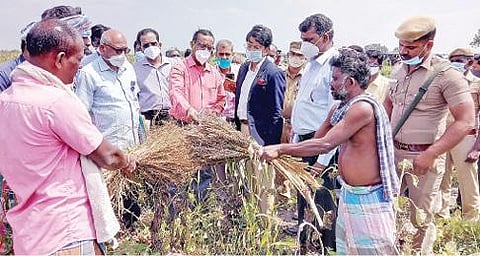 மறவர்பெருங்குடி பகுதியில் சேதமடைந்த பயிர்களைப் பார்வையிட்ட மத்திய குழுவினர்.