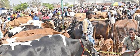ஈரோடு கருங்கல்பாளையம் மாட்டுச்சந்தைக்கு நேற்று விற்பனைக்கு கொண்டுவரப்பட்டு இருந்த மாடுகள்.