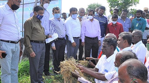 நாகை மாவட்டம் வேளாங்கண்ணி அடுத்த கருங்கண்ணியில் கனமழையால் பாதிக்கப்பட்ட நெற்பயிர்களை விவசாயிகள் மத்தியக் குழுவினரிடம் காட்டினர்.