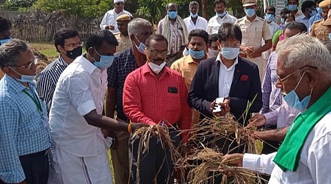 தேவகோட்டை அருகே கற்களத்தூரில் மழையால் பாதிக்கப்பட்ட நெற்பயிர்களை பார்வையிட்ட மத்தியக்குழு