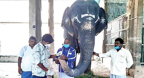 யானைகள் சிறப்பு நலவாழ்வு முகாமில் பங்கேற்கும், திருநெல்வேலி நெல்லையப்பர் கோயில் யானை `காந்திமதி’க்கு, கரோனா பரிசோதனை நேற்று மேற்கொள்ளப்பட்டது.