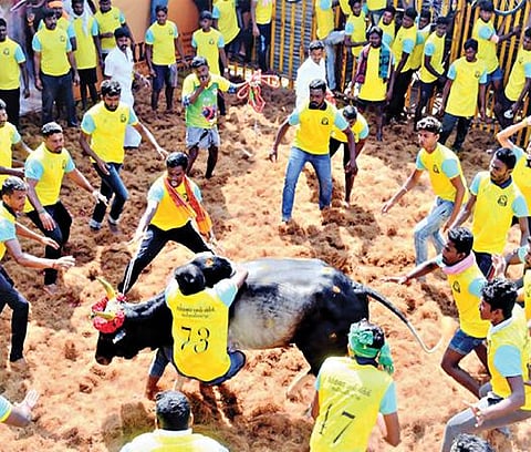 தம்மம்பட்டி ஜல்லிக்கட்டில் 559 காளைகள் பங்கேற்பு காளைகளை அடக்கிய வீரர்களுக்கு வெள்ளிக்காசு பரிசு