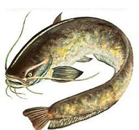 ஆப்பிரிக்கன் கெளுத்தி மீன்.(கோப்புப் படம்)