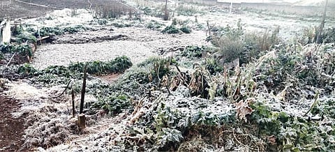 உதகை படகு இல்லம் பகுதியில் காய்கறி தோட்டத்தில் படர்ந்திருந்த உறைபனி.படம்: ஆர்.டி.சிவசங்கர்