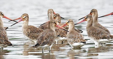 முக்கூடல் அருகில் உள்ள செங்குளத்தில் சைபீரியா நாட்டு பறவையினமான கருவால் மூக்கான் அதிகம் காணப்பட்டன.
