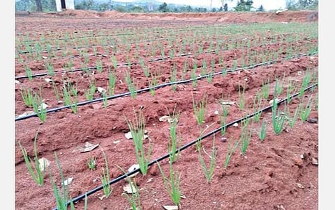 வேலைவாய்ப்பு தகவல்கள்: தோட்டக்கலைத்துறை