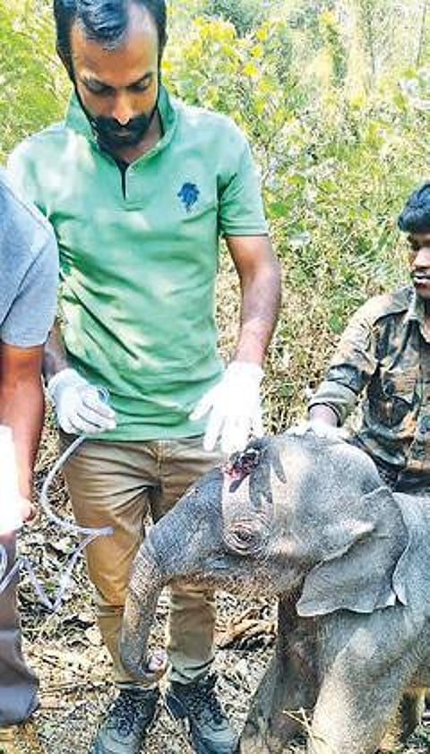 தாயிடமிருந்து பிரிந்த குட்டி யானை உயிரிழப்பு