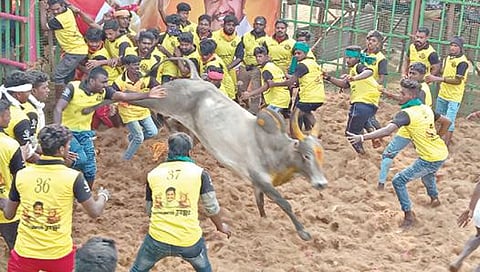 நாமக்கல் அருகே எருமப்பட்டியில் நடைபெற்ற ஜல்லிக்கட்டுப் போட்டியின்போது வாடிவாசல் வழியாக சீறிப்பாய்ந்து வந்த காளை.