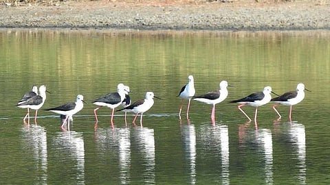 குமரி ஈரநிலங்களில் பறவைகள் வரத்து 35 சதவீதம் குறைந்தது: வனத்துறை கணக்கெடுப்பில் அதிர்ச்சி