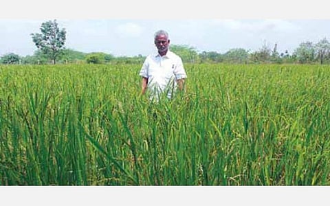 நீரிழிவு நோயாளிகளுக்கு உணவு மருந்தாக திகழும் மாப்பிள்ளை சம்பா அரிசியை உற்பத்தி செய்யும் விவசாயி