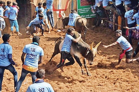 பில்லமநாயக்கன்பட்டியில் நடந்த ஜல்லிக்கட்டில் சீறிப்பாய்ந்த காளையை அடக்கும் வீரர்.