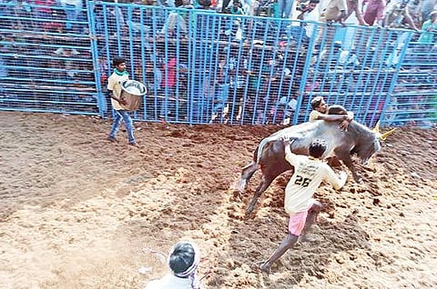 அய்யப்பநாயக்கன்பட்டியில் நடந்த ஜல்லிகட்டுப் போட்டியில் சீறிப்பாய்ந்த காளையை அடக்க முயற்சித்த இளைஞர்கள்.