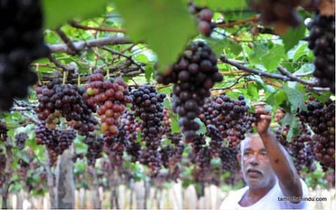 கோவை தொண்டாமுத்தூரில் திராட்சை சாகுபடி