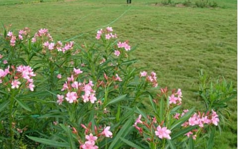 117 - கவுண்டம்பாளையம்