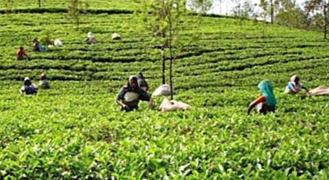 வால்பாறை தேயிலைத் தோட்டம்.