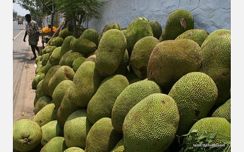 பண்ருடிக்கு பெருமை சேர்க்கும் பலாப்பழம்.