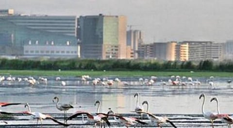 பள்ளிக்கரணை சதுப்புநிலம்