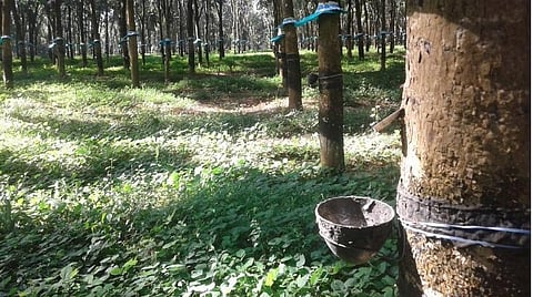 குமரி எல்லை மக்களின் வாழ்வாதாரமான ரப்பர் தோட்டம்.