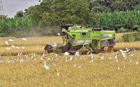 தூத்துக்குடி அருகே அத்திமரப்பட்டி பகுதியில் இயந்திரம் மூலம் பிசான நெல் அறுவடைப் பணி நடைபெற்றது. படம்: என்.ராஜேஷ்