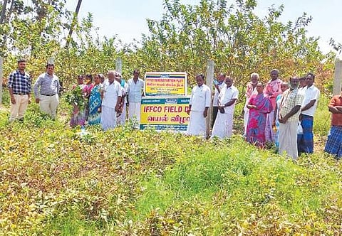 குறிஞ்சிப்பாடி அருகே ராசாபாளையத்தில் வயல் விழா நடைபெற்றது.