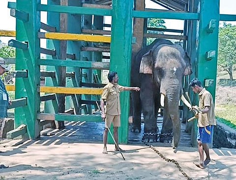 மரக் கூண்டிலிருந்து வெளியே கொண்டுவரப்பட்ட ‘அரிசி ராஜா’ யானை