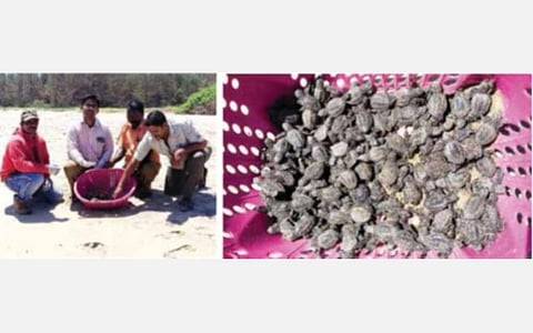 கடலூரில் வனத்துறையினர் ஆமைக்குஞ்சுகளை கடலில் விட்டனர்