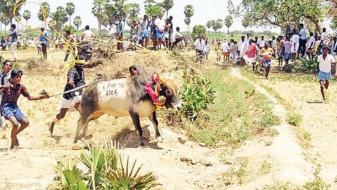 திருப்புத்தூர் அருகே என்.புதூரில் மஞ்சுவிரட்டில் அவிழ்த்து விடப்பட்ட காளை.