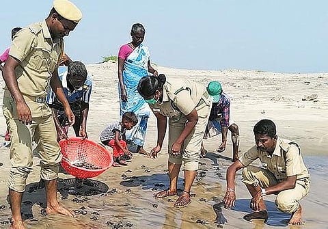 சிதம்பரம் அருகே பிச்சாவரம் கடல் பகுதியில் வனத்துறையினர் ஆமைக் குஞ்சுகளை விட்டனர்.