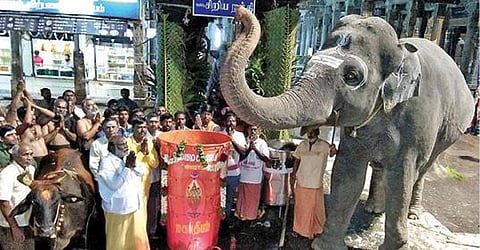 திருவண்ணாமலை அண்ணாமலையார் கோயிலில் மகா தீப கொப்பரையை வணங்கும் யானை ருக்கு. (கோப்புப் படம்)