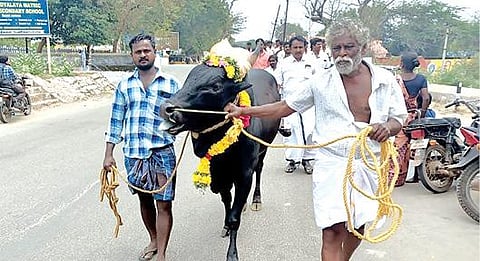 வைகுண்டம் சட்டப்பேரவை தொகுதியில் வேட்புமனுத் தாக்கல் செய்ய ஜல்லிக்கட்டு காளையுடன் வந்த சுயேச்சை வேட்பாளர் மலையாண்டி.