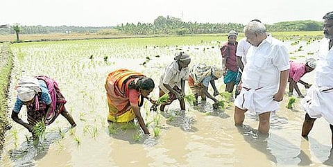திருப்புவனம் அருகே மணலூரில் பெண்களுடன் சேற்றில் இறங்கி நாற்று நட்ட மானாமதுரை திமுக வேட்பாளர் தமிழரசி.