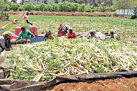 கிருஷ்ணகிரி மாவட்டம் ஊத்தங்கரை பகுதியில் முள்ளங்கி அறுவடையில் ஈடுபட்டுள்ள விவசாயிகள்.