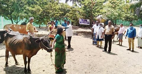என்.தட்டக்கல் கிராமத்தில் கால்நடை பராமரிப்புத்துறை சார்பில் நடந்த சிறப்பு மருத்துவ முகாமில் கால்நடைகளுக்கு மருத்துவர்கள் சிகிச்சையளித்தனர்.