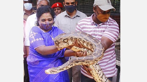 மலைப்பாம்பைக் கையில் எடுத்துப் பார்த்து மகிழ்ந்த புதுவை ஆளுநர்