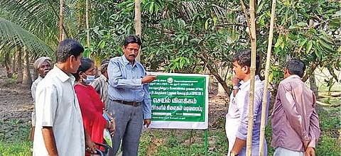 கடலூர் அருகே நத்தப்பட்டு கிராமத்தில் வேளாண்துறை சார்பில் மா மரங்களில் கிளை அமைப்பு குறித்து செயல்விளக்கம் தரப்பட்டது.