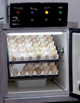 கால்நடை மருத்துவ அறிவியல் பல்கலைக்கழகம் வடிவமைத்துள்ள, சூரிய ஒளியில் இயங்கும் கோழிக்குஞ்சு பொரிப்பான் இயந்திரம்.