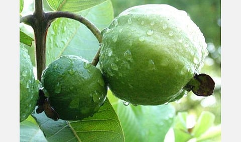 கொய்யா மரத்தில் ஊட்டச்சத்து மேலாண்மை: பொங்கலூர் வேளாண்மை நிலைய பேராசிரியர்கள் விளக்கம்