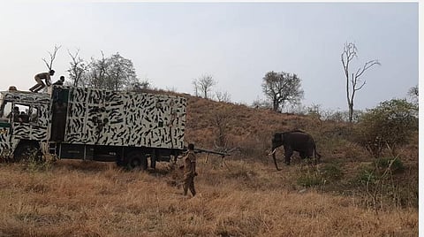 முதுமலை புலிகள் காப்பகத்துக்கு உட்பட்ட அசுவரமட்டம் வனப்பகுதியில் விடப்பட்ட யானை.
