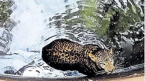 கிணற்றுக்குள் விழுந்த சிறுத்தை