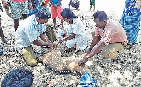 சேத்தியாத்தோப்பு அருகே மாமங்கலம் கிராமத்தில் நாய்கள் கடித்த மானுக்கு சிகிச்சை அளிக்கப்பட்டது.