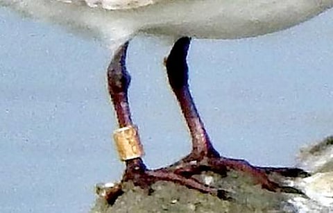 செங்கால் உள்ளான் பறவைக்கு இடது காலில் வளையம் பொருத்தப்பட்டுள்ளது. (அடுத்த படம்) வலது காலில் வளையத்துடன் காணப்படும் ஆலா பறவை.