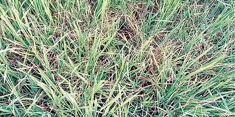 கிள்ளை பகுதியில் தண்ணீர் இல்லாமல் கருகும் நிலையில் உள்ள நெல் பயிர்.