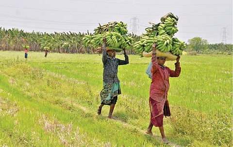 திருநெல்வேலி அருகே பிராஞ்சேரியில் அறுவடை செய்யப்பட்ட வாழைத்தார்களை விற்பனைக்கு அனுப்ப தலைச்சுமையாக கொண்டு செல்லும் பெண் தொழிலாளர்கள். படம்: மு.லெட்சுமிஅருண்