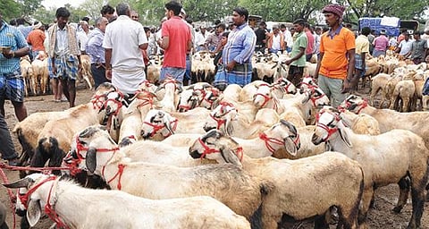 கிருஷ்ணகிரி அருகே குந்தாரப்பள்ளி வாரச்சந்தையில் யுகாதி பண்டிகையை யொட்டி களைகட்டிய ஆடுகள் விற்பனை.
