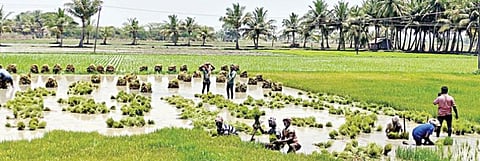 தஞ்சாவூர் அருகே சாலியமங்கலத்தில் முன்பட்ட குறுவை சாகுபடிக்காக பணியில் ஈடுபட்டுள்ள விவசாயத் தொழிலாளர்கள்.