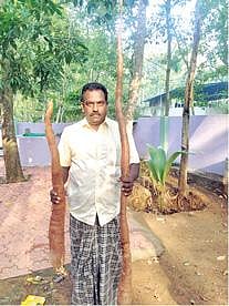 திருவட்டாறில் அறுவடையான 6 அடி நீள மரவள்ளி கிழங்குடன் விவசாயி.