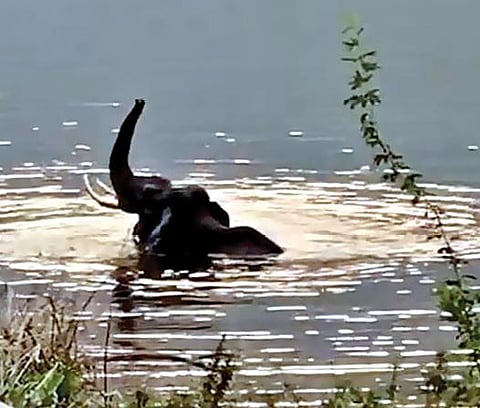 அந்தியூர் வரட்டுப்பள்ளம் அணைப்பகுதியில் குளித்து மகிழும் ஒற்றை யானை.